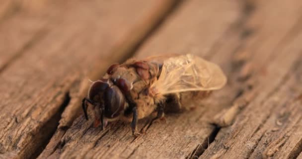 Lebah Mati Terinfeksi Dengan Varroa Mite Pada Latar Belakang Putih — Stok Video