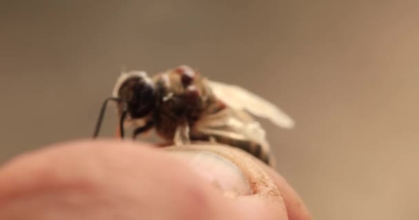 死んだ蜂は白い背景にバローラダニに感染しました — ストック動画