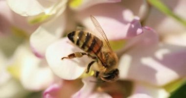 Bal arısı, akasya çiçekleri üzerinde nektar toplar.