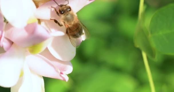 Honey Bee Collects Nectar Acacia Flowers Close Selective Focus — Stockvideo