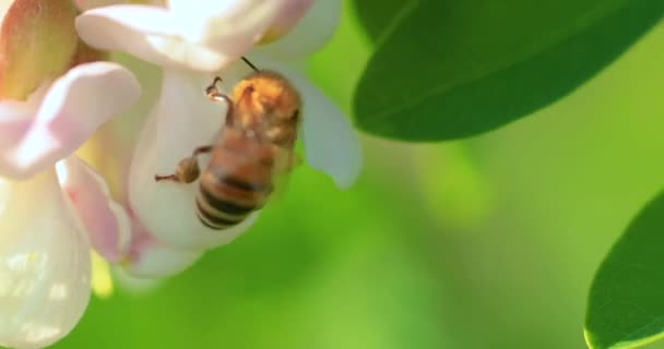 Honey Bee Collects Nectar Acacia Flowers Close Selective Focus — Wideo stockowe