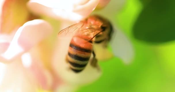 Med Včela Sbírá Nektar Akátové Květy Close Selektivní Zaměření — Stock video
