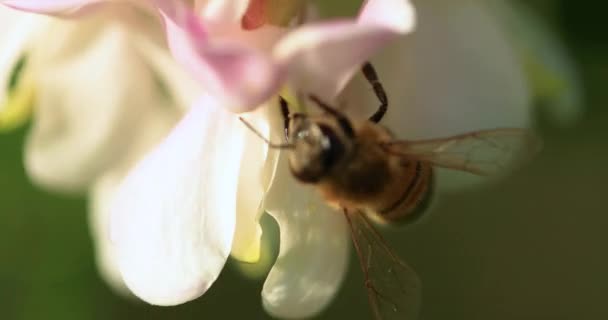 Honey Bee Collects Nectar Acacia Flowers Close Selective Focus — Wideo stockowe
