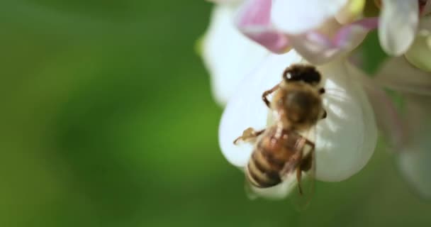 Med Včela Sbírá Nektar Akátové Květy Close Selektivní Zaměření — Stock video