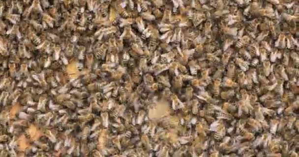 Lots Bees Texture Transplanting Swarm New Hive Bees Fabric New — Stok video