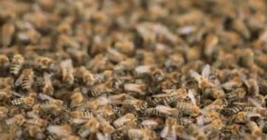 Bir sürü arı, doku. Yeni bir kovana bir sürü naklediyorum. Kumaştaki arılar yeni bir eve gider..