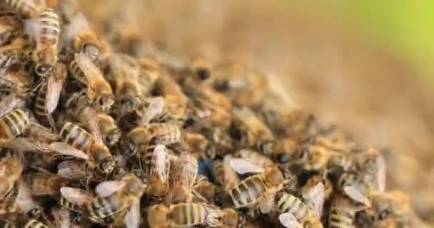 Muitas Abelhas Textura Transplantar Enxame Numa Nova Colmeia Abelhas Tecido — Vídeo de Stock