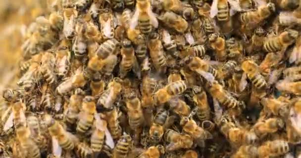 Sok Méh Textúra Átültetni Egy Rajt Egy Kaptárba Méhek Anyagon — Stock videók