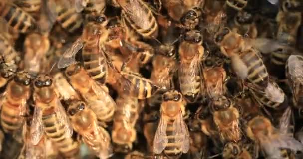 Lots Bees Texture Transplanting Swarm New Hive Bees Fabric New — Stok video