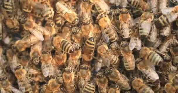 Sok Méh Textúra Átültetni Egy Rajt Egy Kaptárba Méhek Anyagon — Stock videók