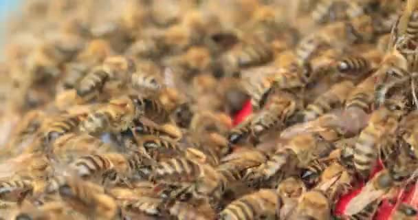 Lots Bees Texture Transplanting Swarm New Hive Bees Fabric New — Stok video