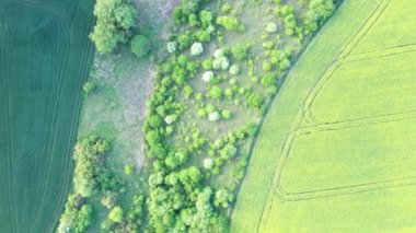 Güzel bir yaz çayırında yeşil ağaçlar, tarlalar ve çimenler..