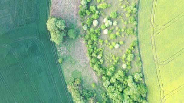 Green Trees Fields Grass Beautiful Summer Meadow — Stock videók