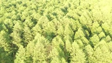 Wonderful summer green forest. Top view. Natural background.