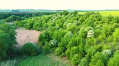 Güzel bir yaz çayırında yeşil ağaçlar, tarlalar ve çimenler..