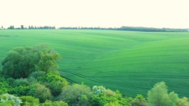 Güzel bir yaz çayırında yeşil ağaçlar, tarlalar ve çimenler..