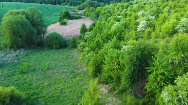 Green Trees Fields Grass Beautiful Summer Meadow — Stock videók