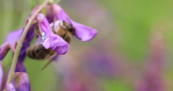 Honey Bee Purple Flowers Mouse Peas Collect Nectar Close Macro — Αρχείο Βίντεο