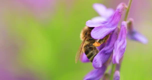 Honey Bee Purple Flowers Mouse Peas Collect Nectar Close Macro — Stockvideo