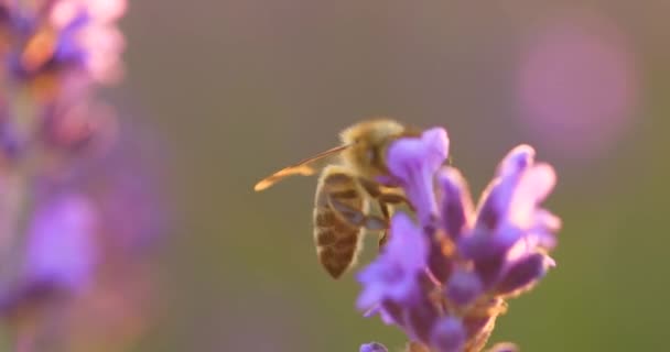 Honey Bee Sitting Lavender Flower Selective Soft Focus Wonderful Natural — Vídeos de Stock