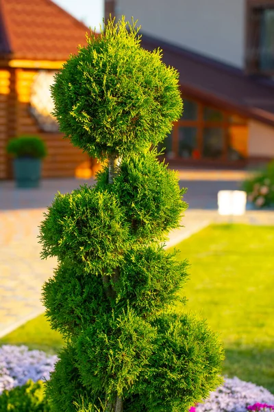 Thuja Cut Form Spiral Use Evergreen Plants Landscape Design — Stock Photo, Image