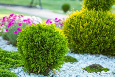 Spherical thuja. Evergreen plants on a flower bed. Designing a designer landscape.