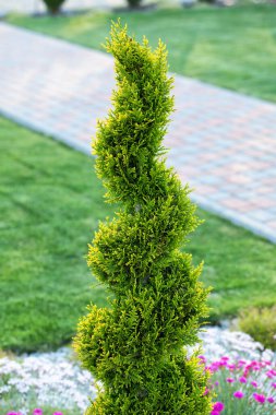 Thuja spiral şeklinde kesilir. Peyzaj tasarımında her zaman yeşil bitkilerin kullanımı.