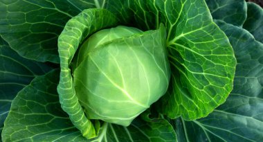 Genç yeşil lahana. Doğal soyut arkaplan ya da doku. Vejetaryen yemeği. Bahçenizde salata için taze sulu sebzeler.