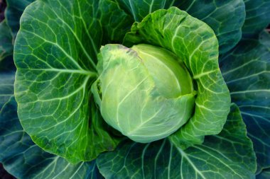 Genç yeşil lahana. Doğal soyut arkaplan ya da doku. Vejetaryen yemeği. Bahçenizde salata için taze sulu sebzeler.