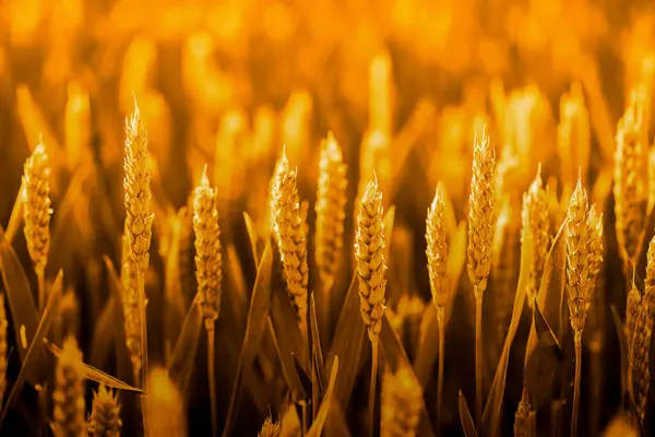 Spikelets Ripe Wheat Sunset Selective Focus Close — Stock Fotó