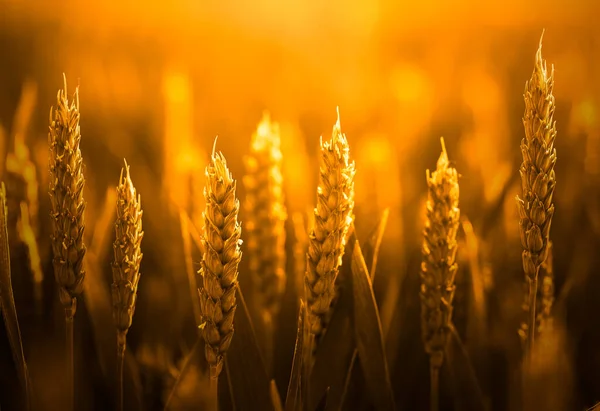 Spikelets Ripe Wheat Sunset Selective Focus Close — 스톡 사진