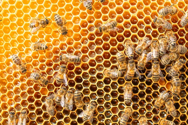 Honingbijen Bewaren Nectar Honingraten Perga Pollen Honing — Stockfoto