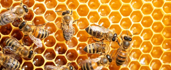 Honey Bees Store Nectar Honeycombs Wax Perga Pollen Honey — Fotografia de Stock