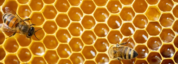 Μέλισσες Αποθηκεύουν Νέκταρ Στις Κηρήθρες Κερί Γύρη Και Μέλι Περγαμηνής — Φωτογραφία Αρχείου