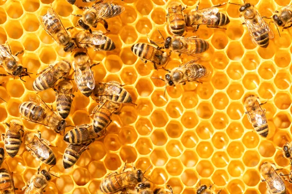 Honey Bees Store Nectar Honeycombs Wax Perga Pollen Honey — Stockfoto