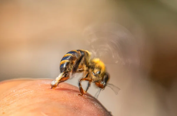 A bee loses its sting during a sting.