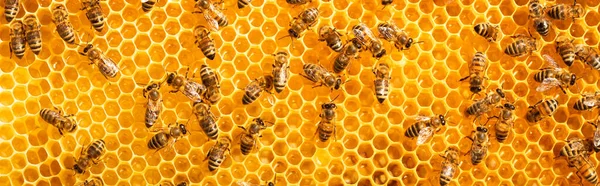 Honey Bees Store Nectar Honeycombs Wax Perga Pollen Honey Imagen De Stock