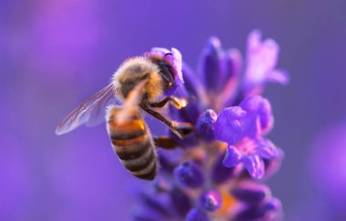 Honey bee sitting on a lavender flower. Selective soft focus. Wonderful natural background.