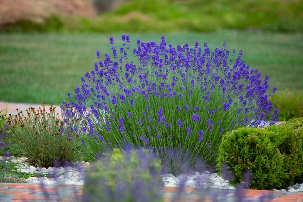 Flor Lavanda Cerca Campo Lavanda Enfoque Selectivo Fondo Natural —  Fotos de Stock