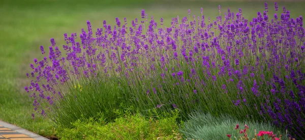 Lavender Flower Close Lavender Field Selective Focus Natural Background — Stock Photo, Image