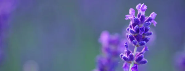 Lavender Flower Close Lavender Field Selective Focus Natural Background — Stock Photo, Image