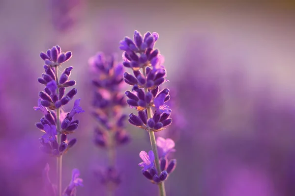 Lavender Flower Close Lavender Field Selective Focus Natural Background — Zdjęcie stockowe