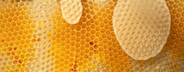 Empty Honeycombs Built Insects Human Intervention — Stockfoto