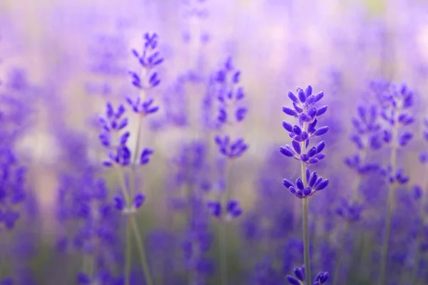 Lavender Flower Close Lavender Field Selective Focus Natural Background — Zdjęcie stockowe