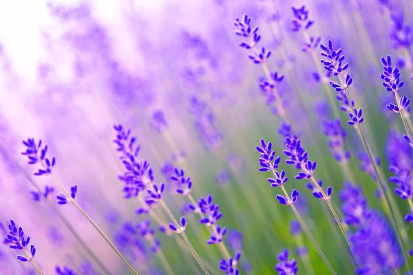 Lavender Flower Close Lavender Field Selective Focus Natural Background — Stock Photo, Image