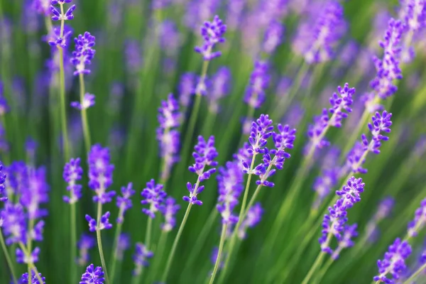 Lavender Flower Close Lavender Field Selective Focus Natural Background — Stock Photo, Image