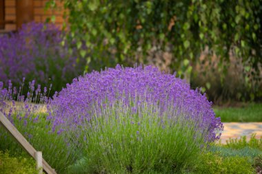 Lavanta çiçeği lavanta tarlasına yakın. Seçici odaklanma. Doğal arkaplan.