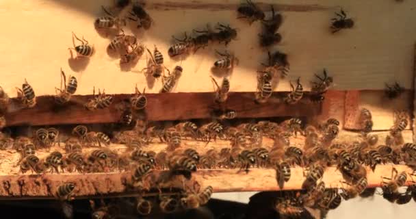 Intense Heat Bees Sit Fly Flap Wings Cool Hive — Stok video