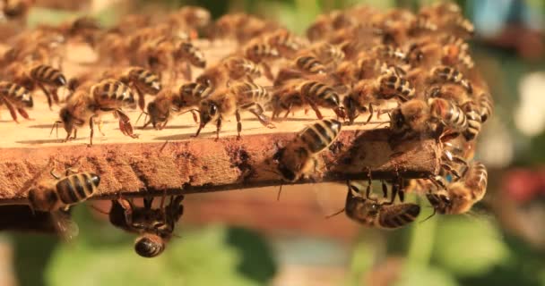 Intense Heat Bees Sit Fly Flap Wings Cool Hive — Vídeo de Stock