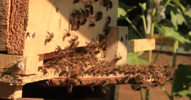 Intense Heat Bees Sit Fly Flap Wings Cool Hive — Stok video